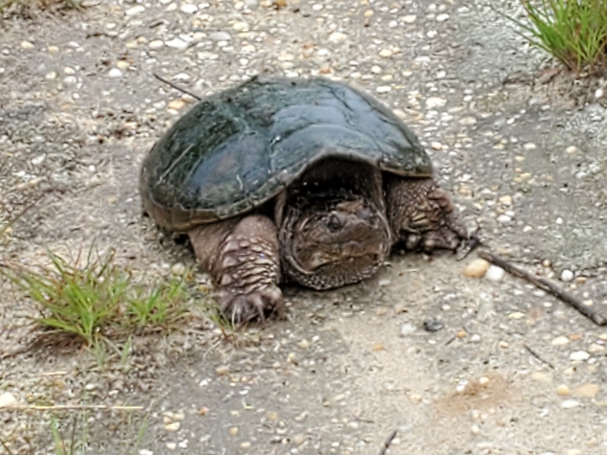 Laying eggs at Poxabogue