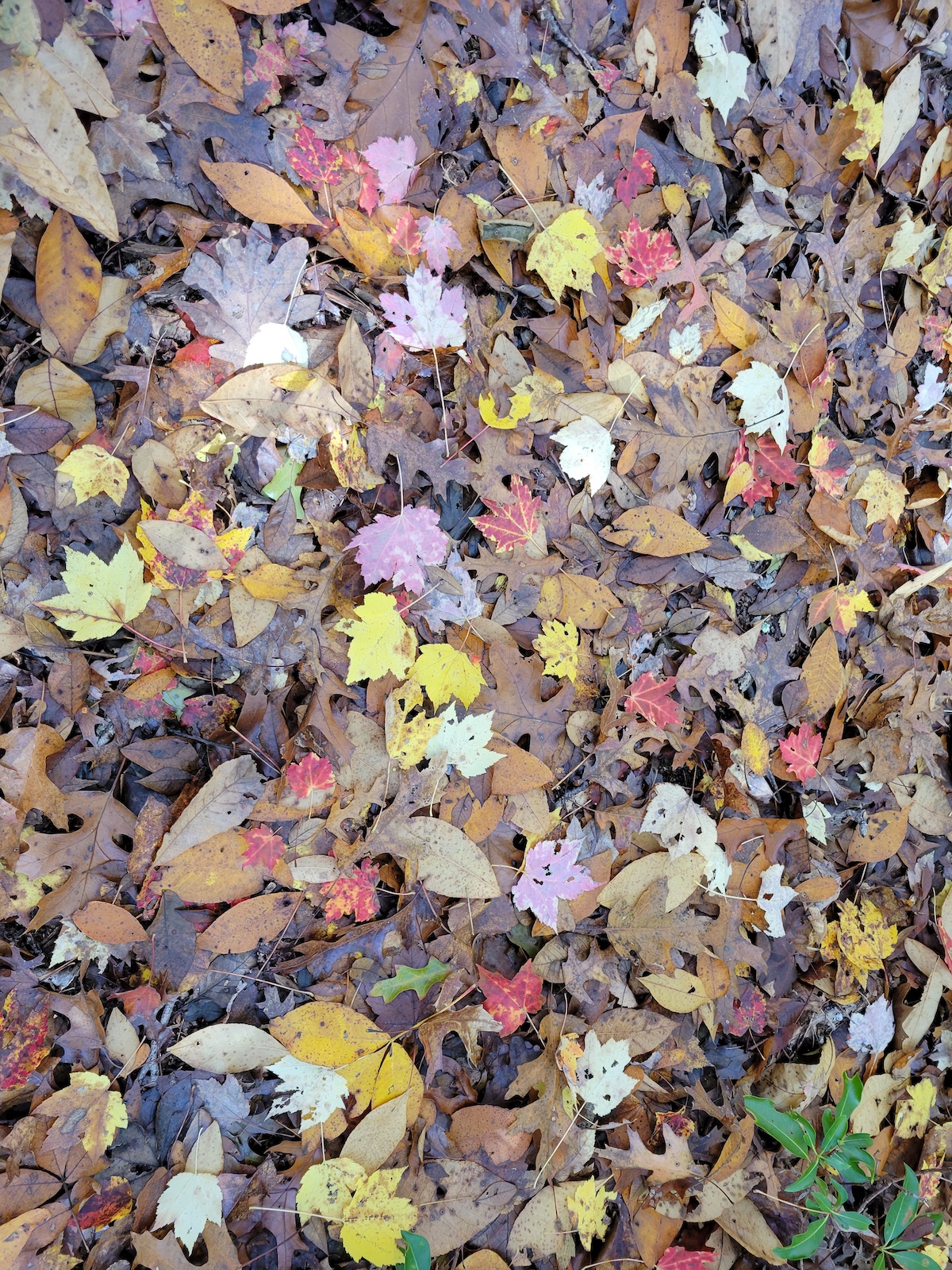 image00003