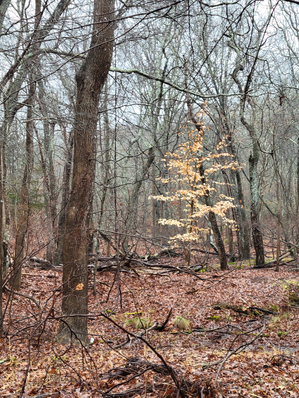 image00006