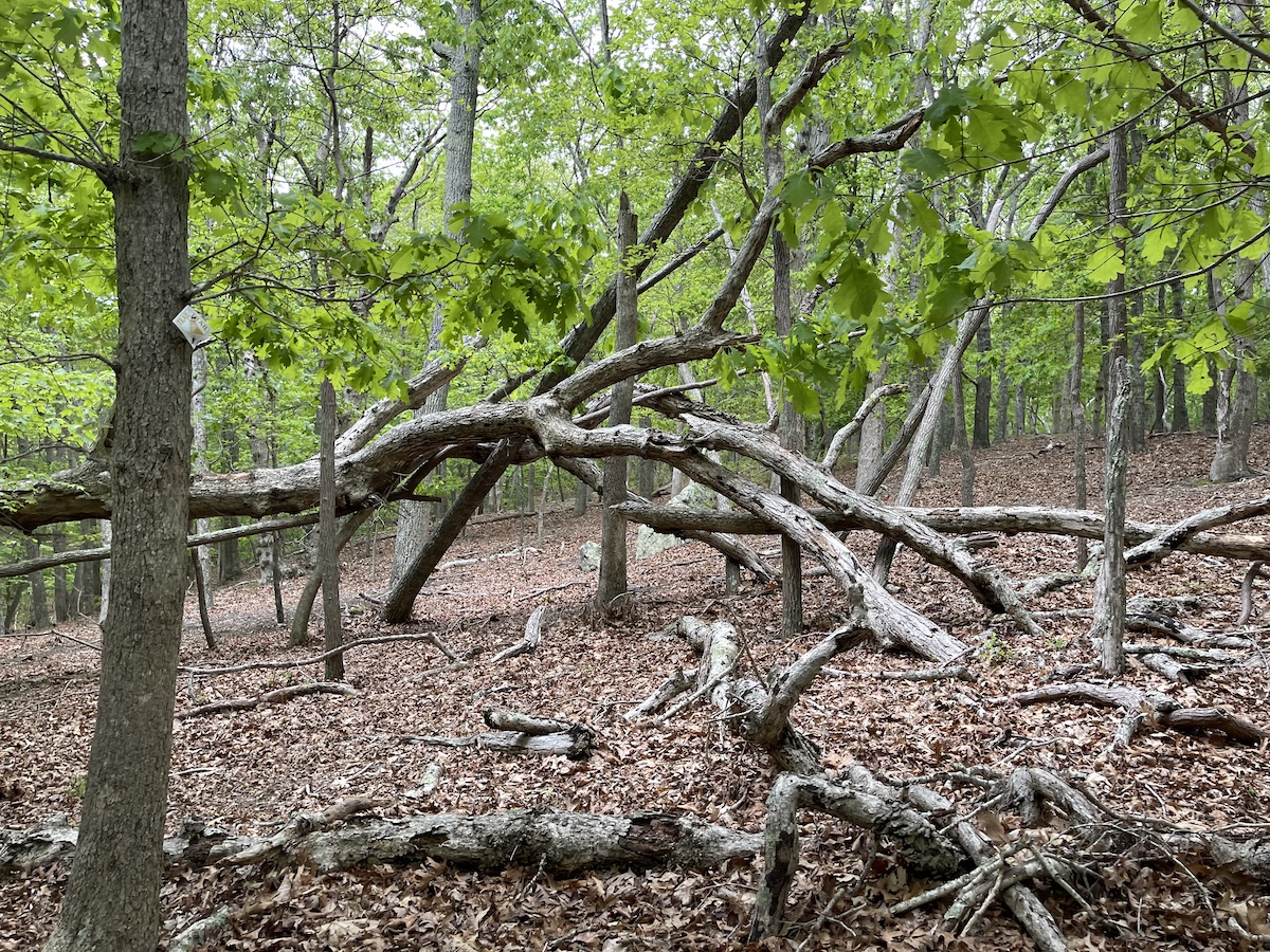 image00013