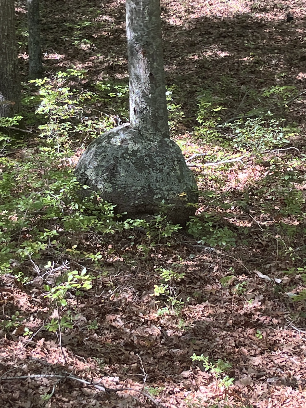 image00021